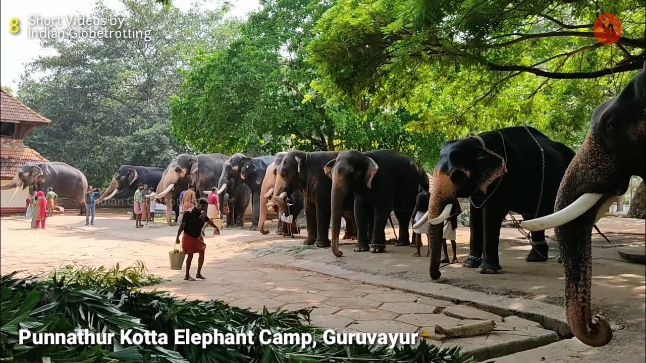 Punnathur Kotta Elephant Sanctuary